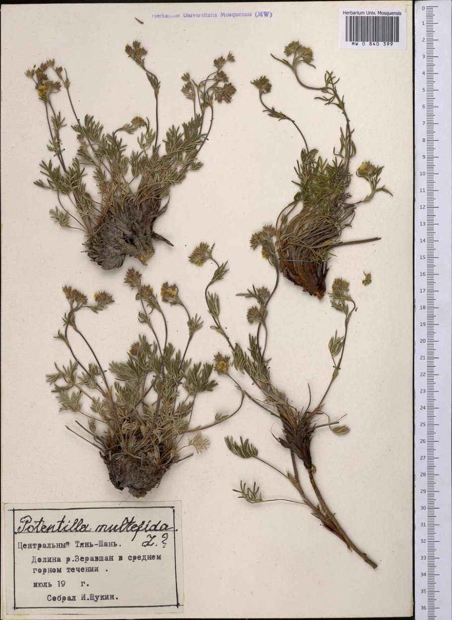 Лапчатка многонадрещная