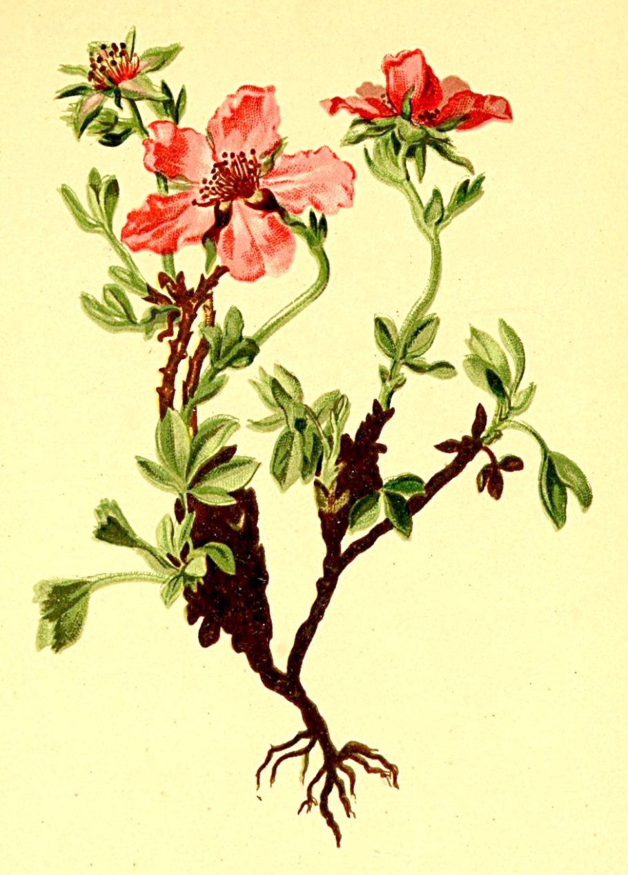 Лапчатка непальская мисс вильмонт