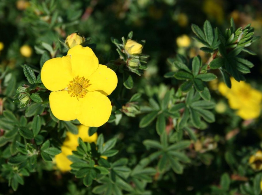 Лапчатка hachmann's gigant