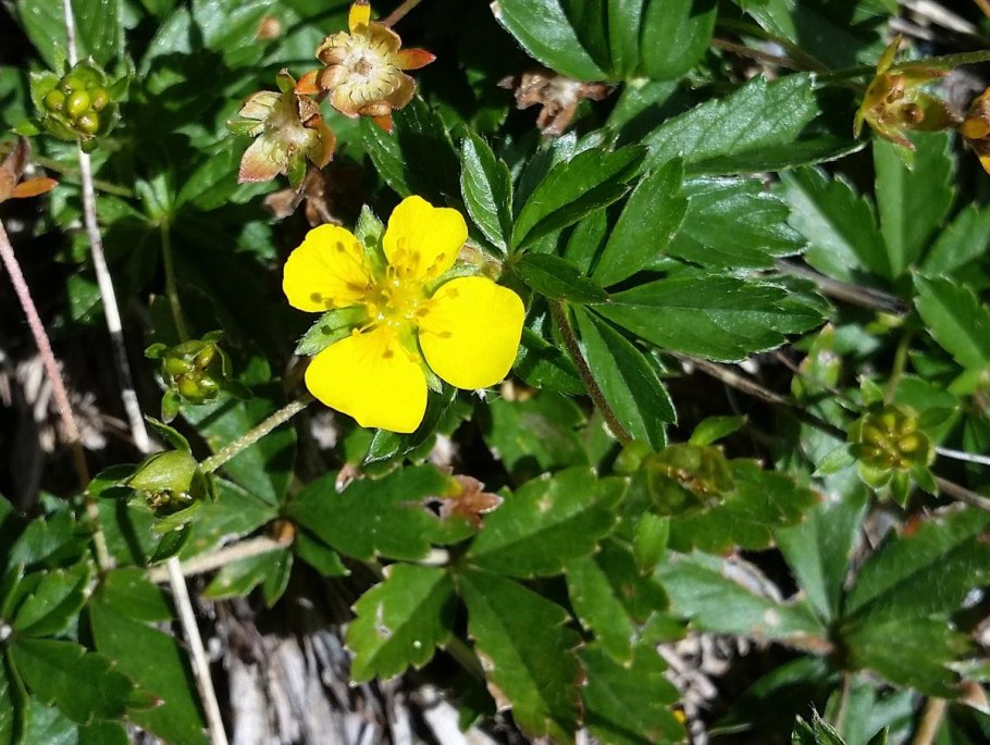 Лапчатка прямостоячая калган