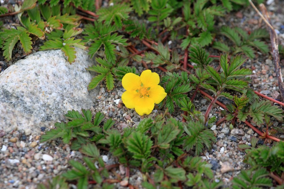 Лапчатка гусиная potentilla anserina