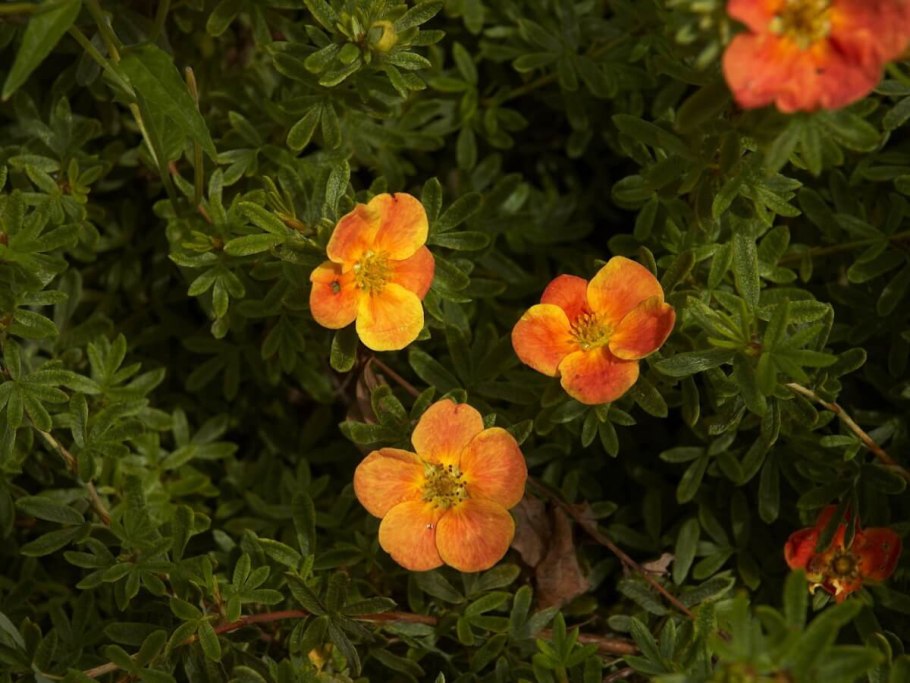 Лапчатка кустарниковая хоплес оранж