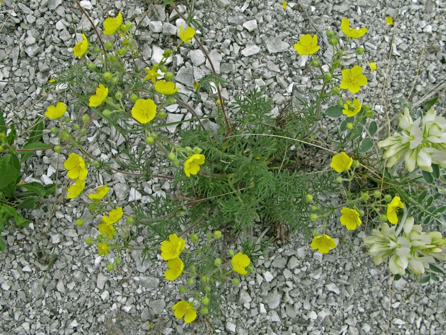 Лапчатка волжская potentilla volgarica