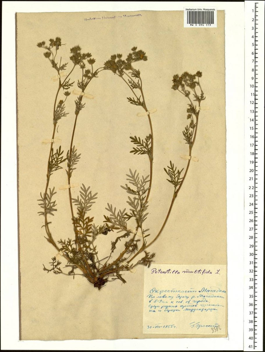 Лапчатка многонадрещная