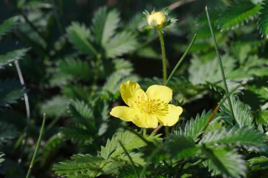 Лапчатка гусиная (potentilla anserina)