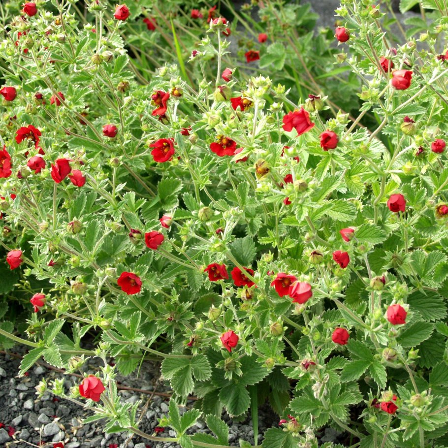 Лапчатка potentilla atrosanguinea red