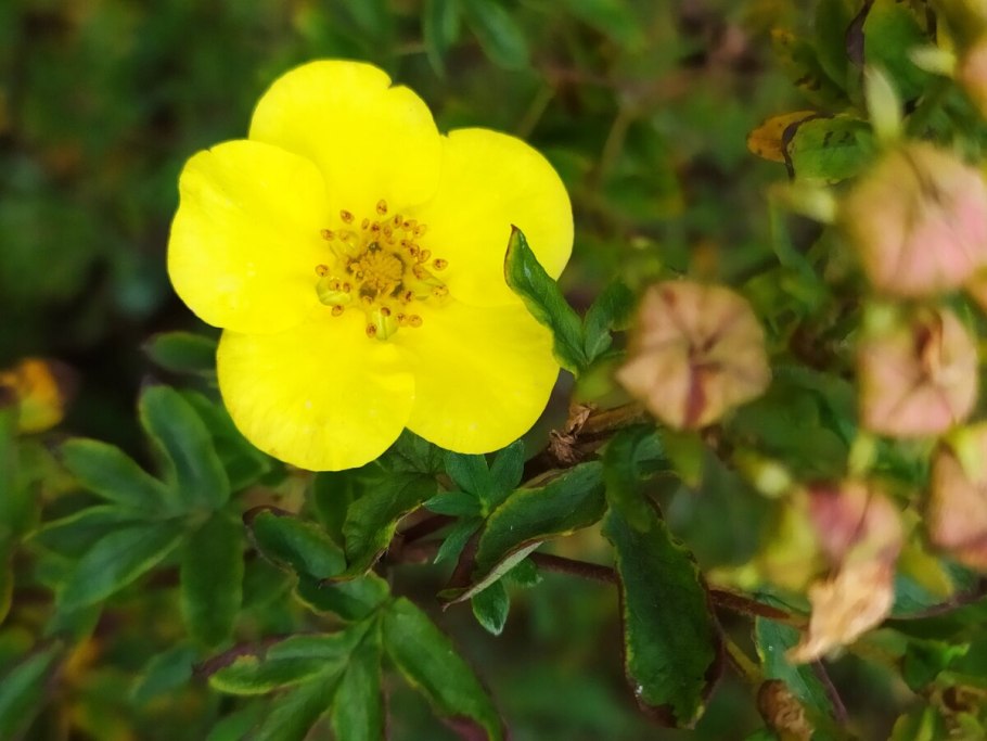 Лапчатка кустарниковая элизабет