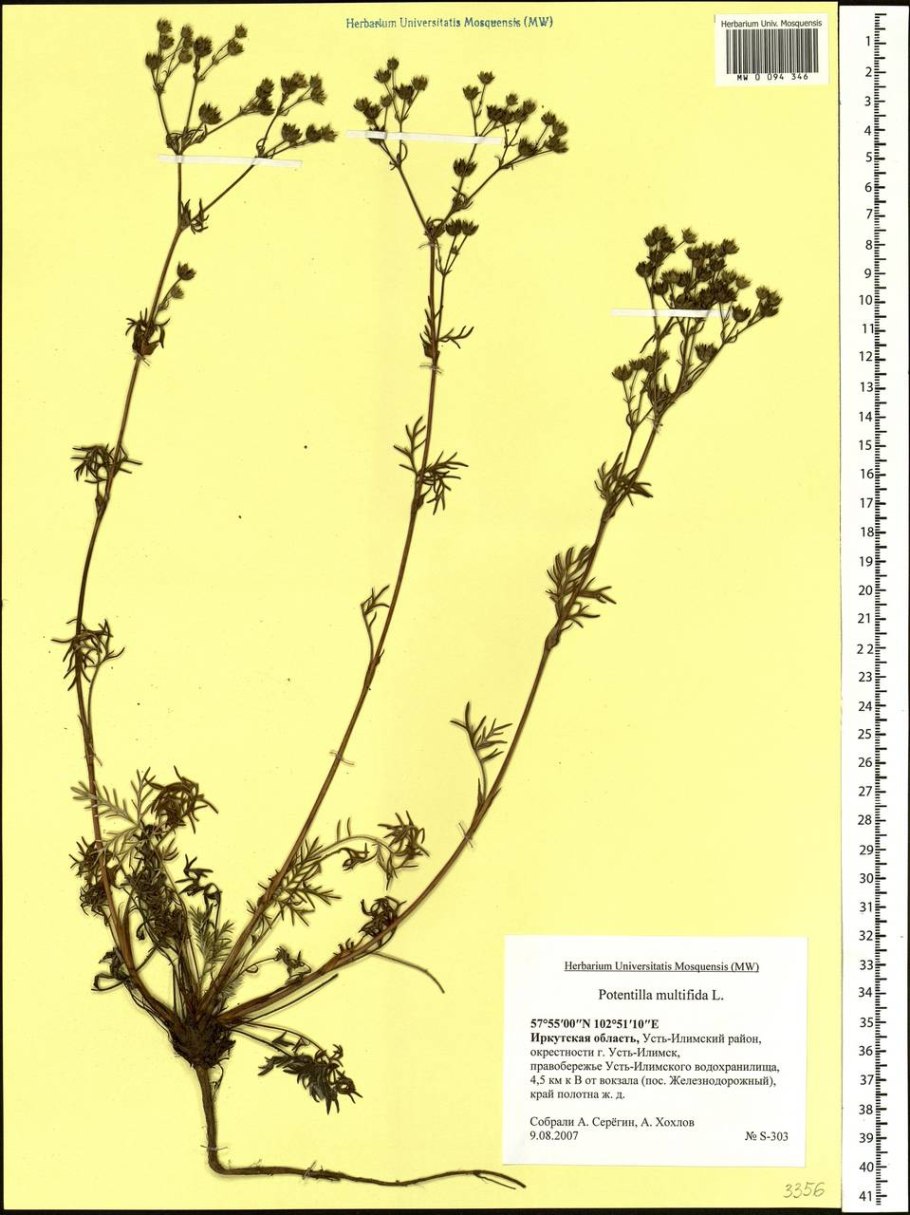 Лапчатка распростертая – Potentilla humifusa Willd. Ex schlecht