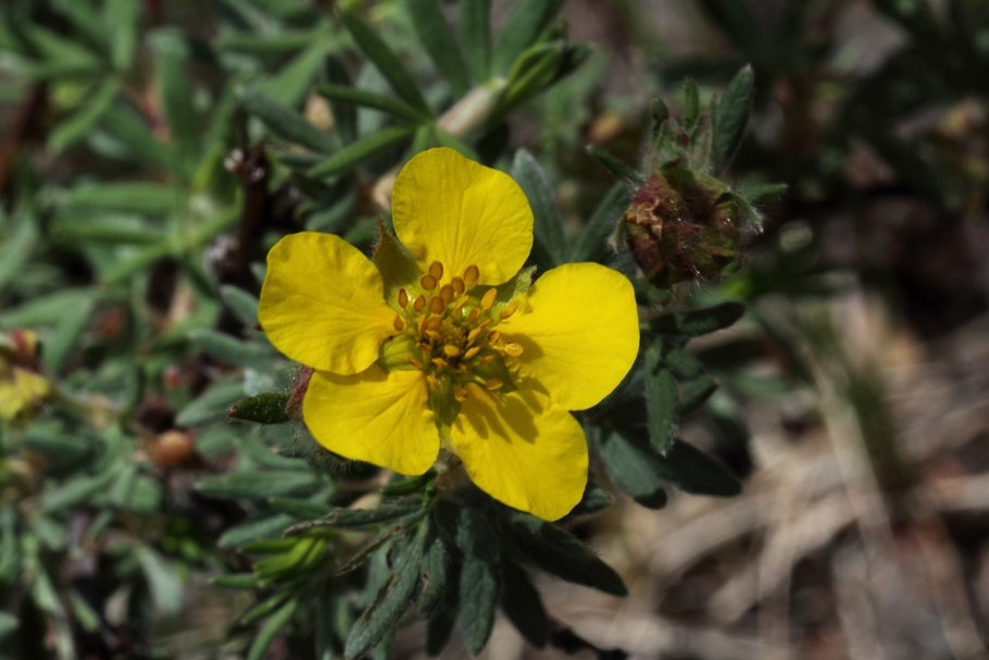 Курильский чай лапчатка