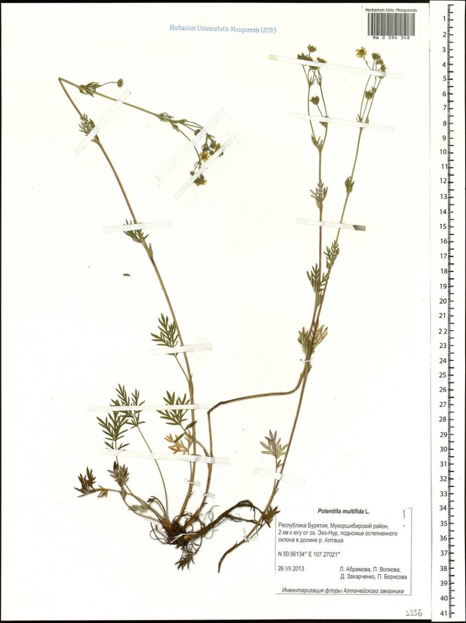 Лапчатка земляниковидная