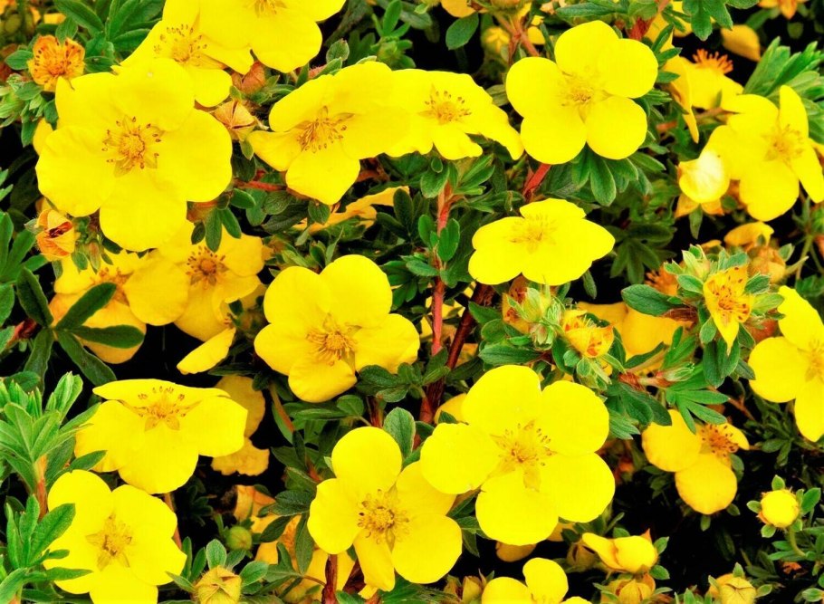 Лапчатка кустарниковая голдстар