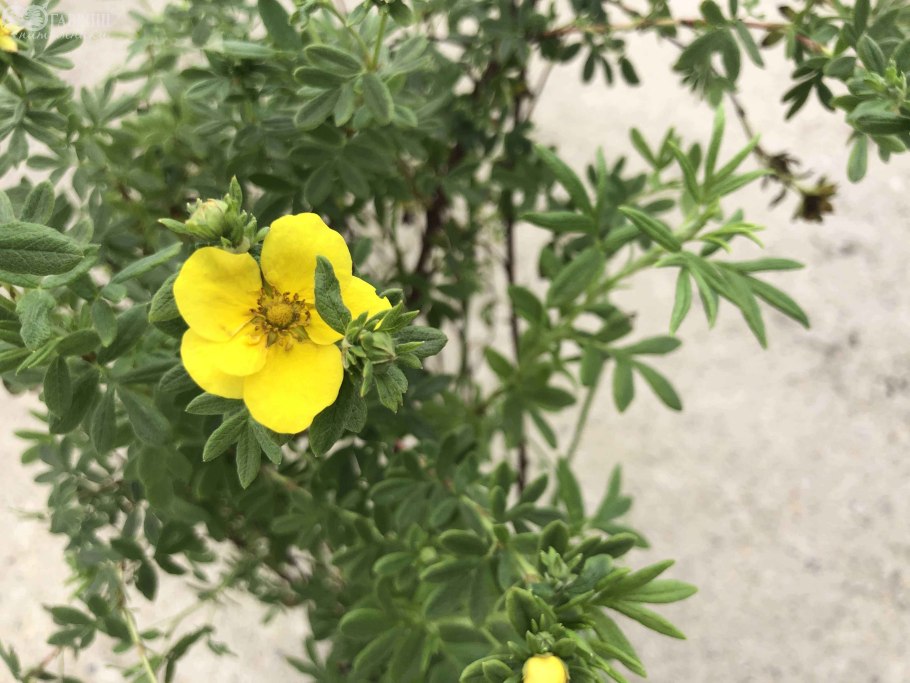 Лапчатка желтая кустарниковая