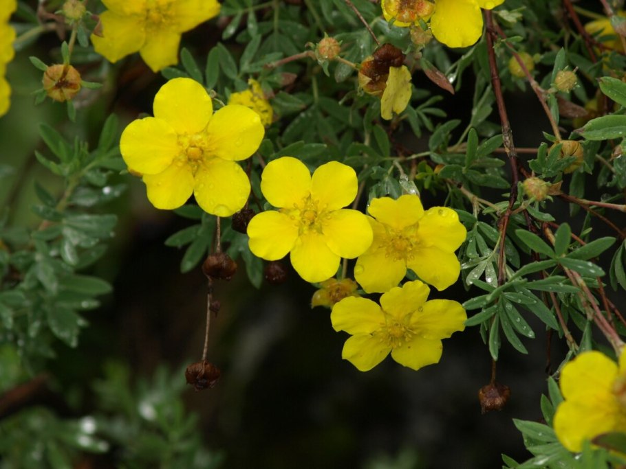 Лапчатка кустарниковая Kobold