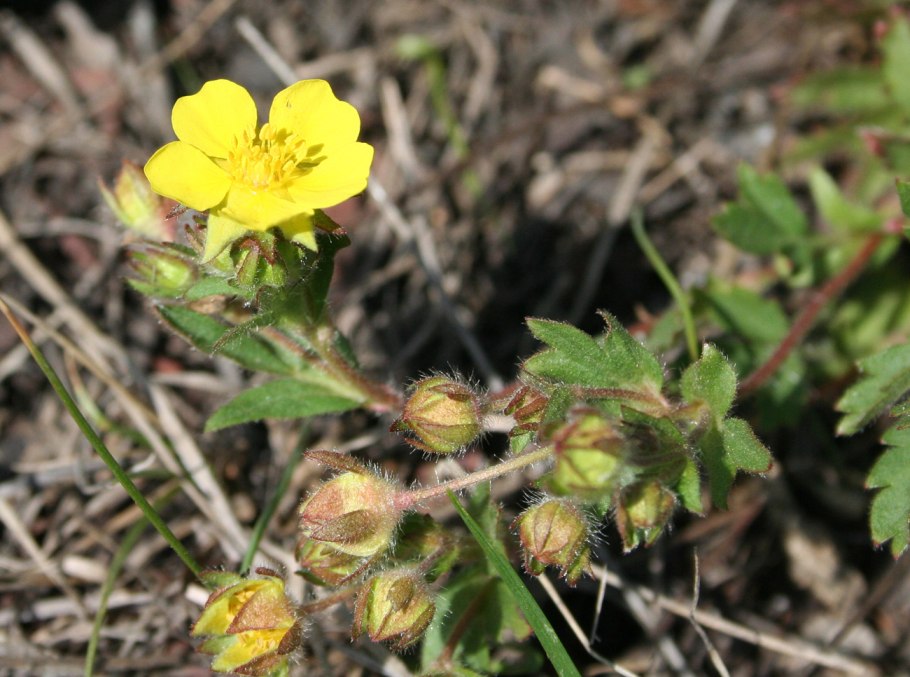 Potentilla paradoxa