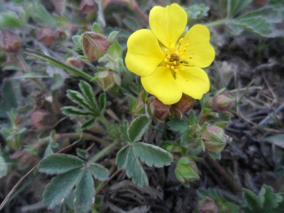 Potentilla reptans