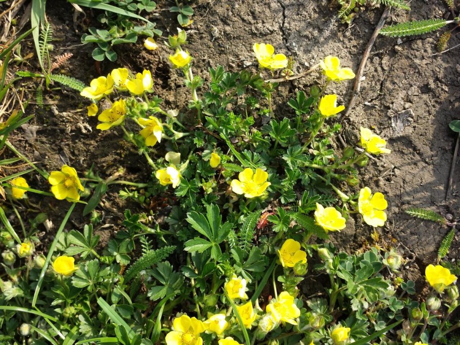 Растение лапчатка