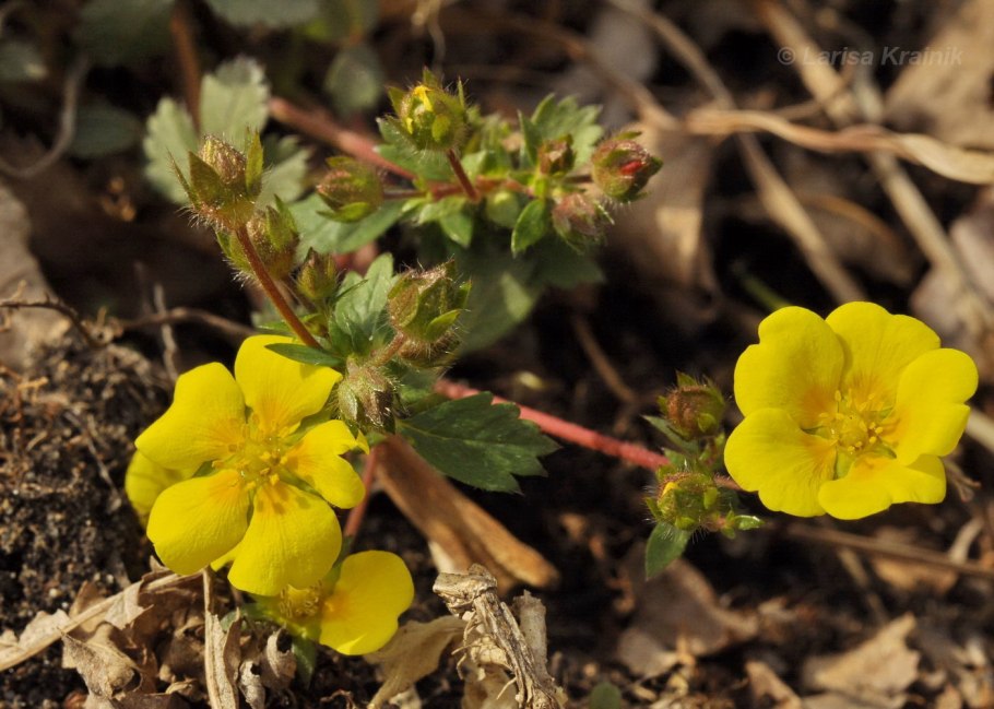 Лапчатка земляниковидная (potentilla fragarioides)
