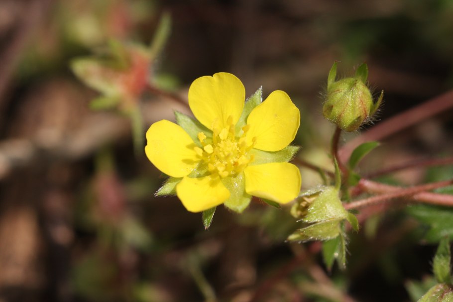 Potentilla fragarioides var