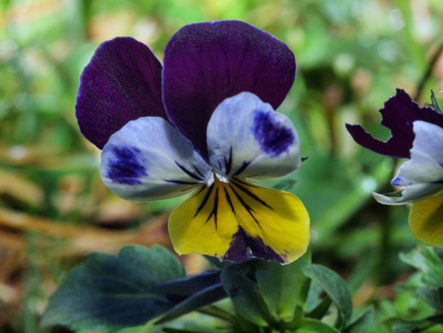 Фиалка трёхцветная
