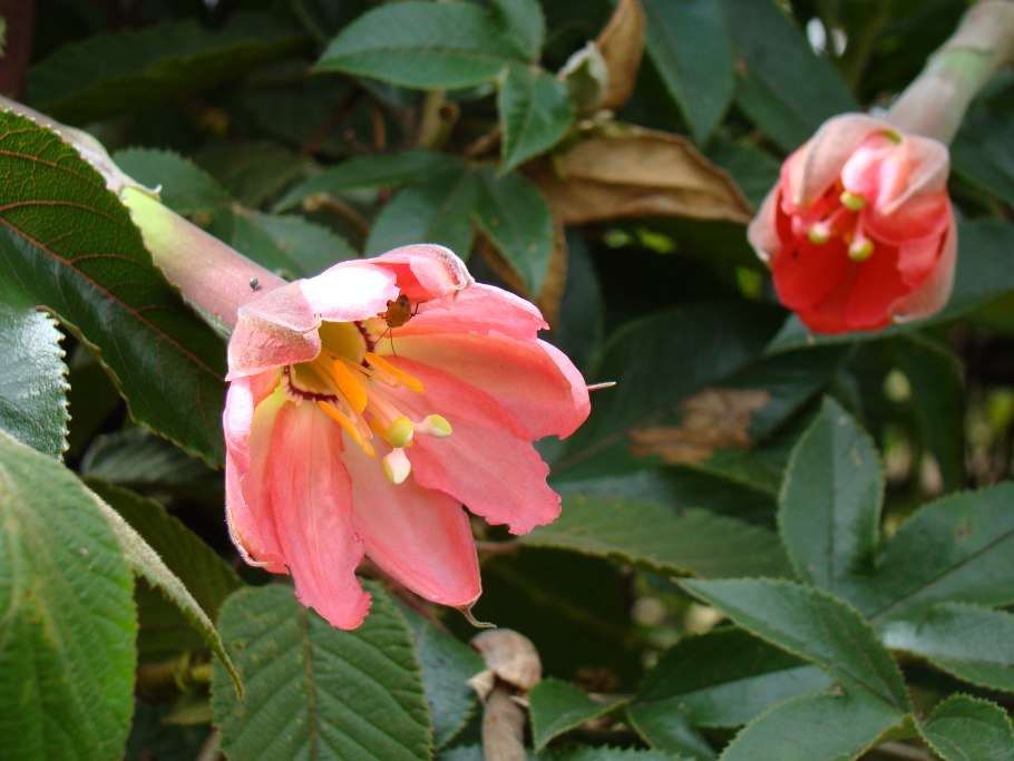 Виола, фиалка трехцветная