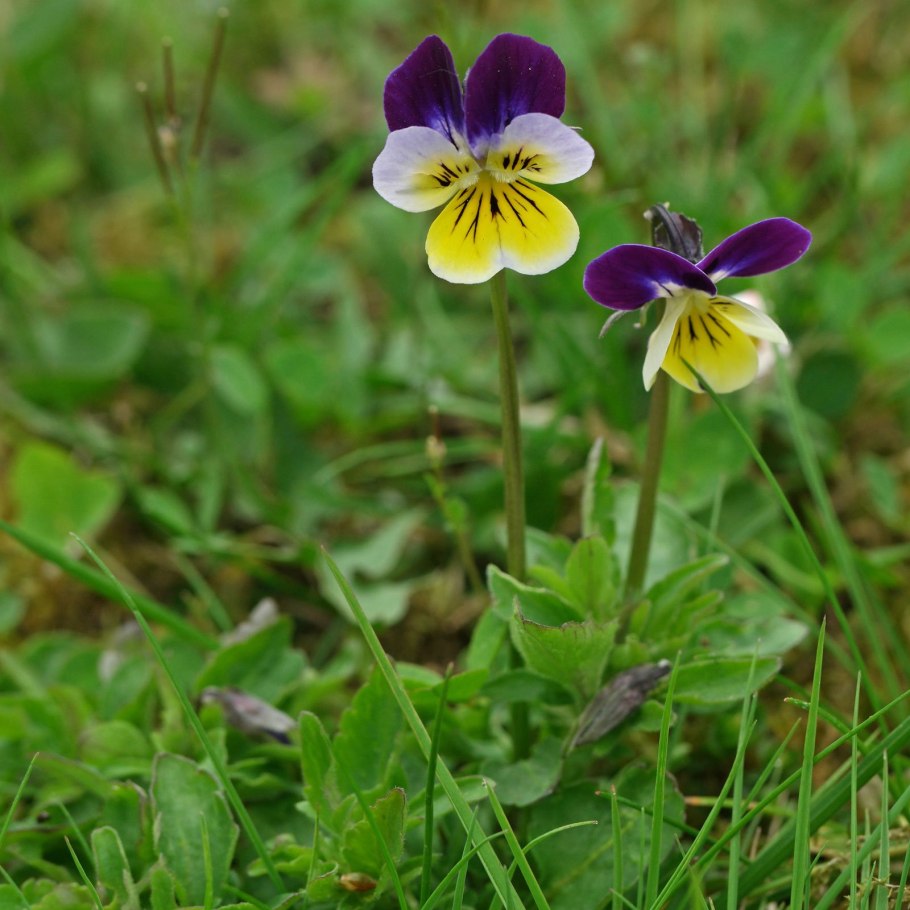 Виола, фиалка трехцветная
