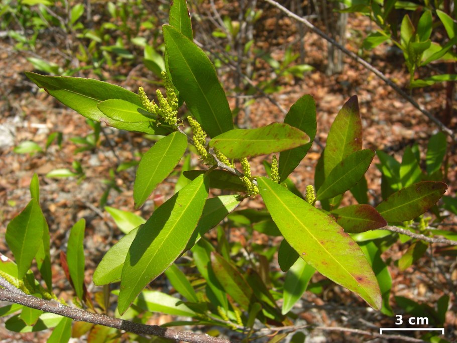 Цветок красный в саванне
