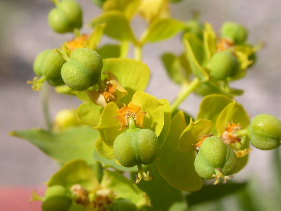 Кат растение