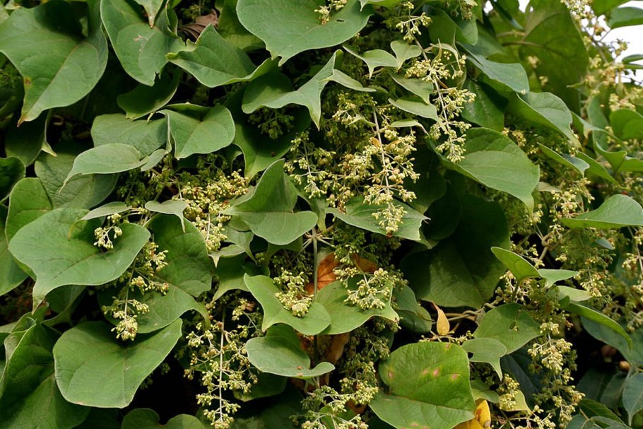 Молочай прутьевидный Euphorbia virgata