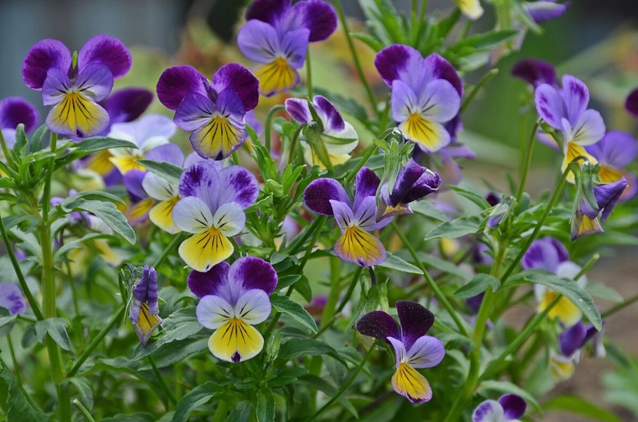 Фиалка трехцветная Родина