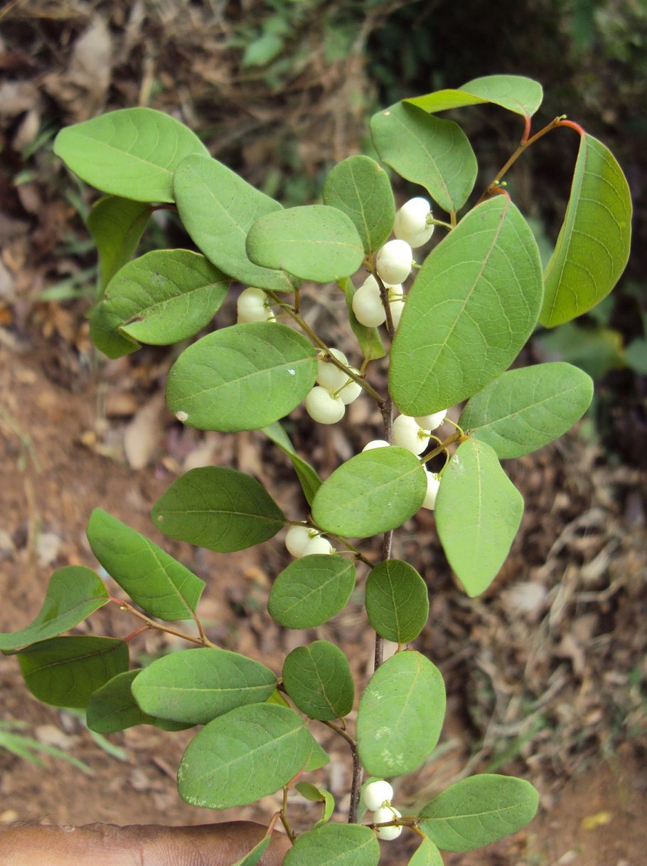 Лист гиперикума