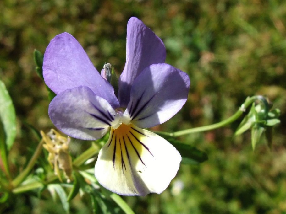 Виола трехцветная (Viola Tricolor)