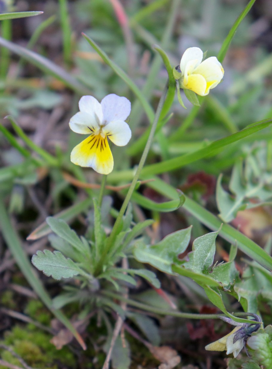 Фиалка приостренная