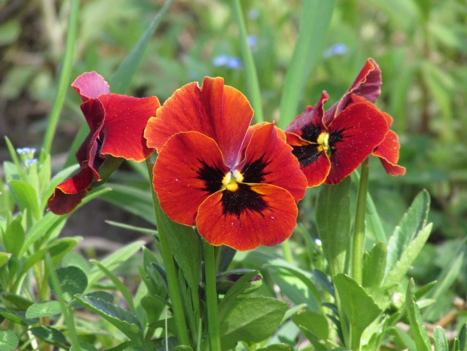 Анютины глазки красный кардинал