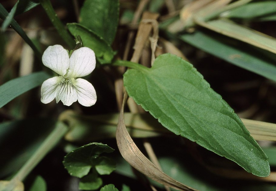 Виола persicifolia