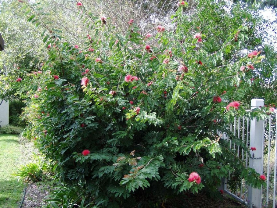 Calliandra haematocephala