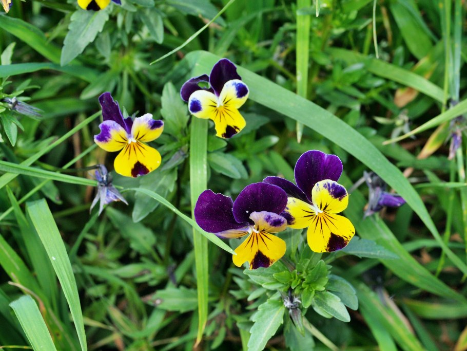 Семейство Лоа