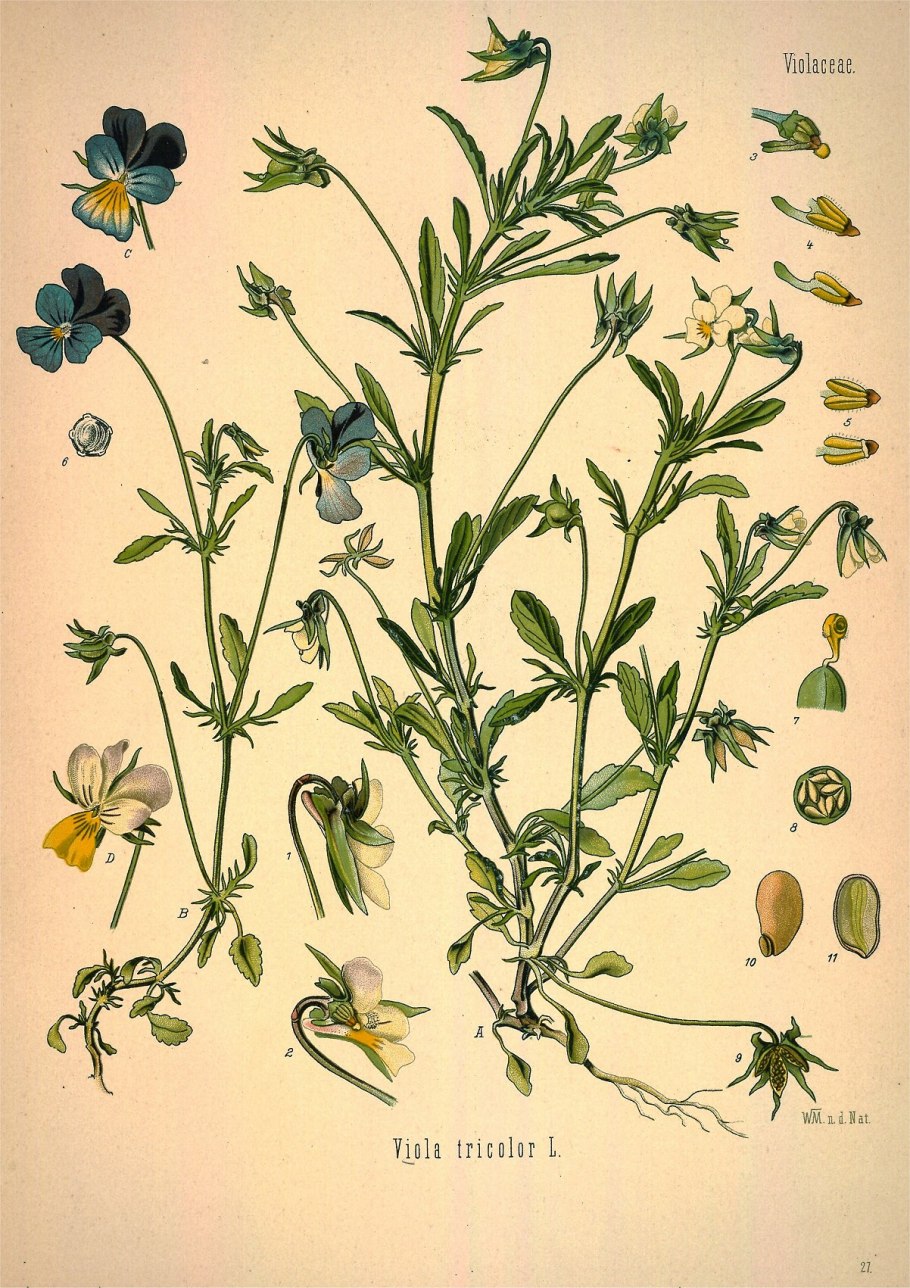 Фиалка трёхцветная Анютины глазки