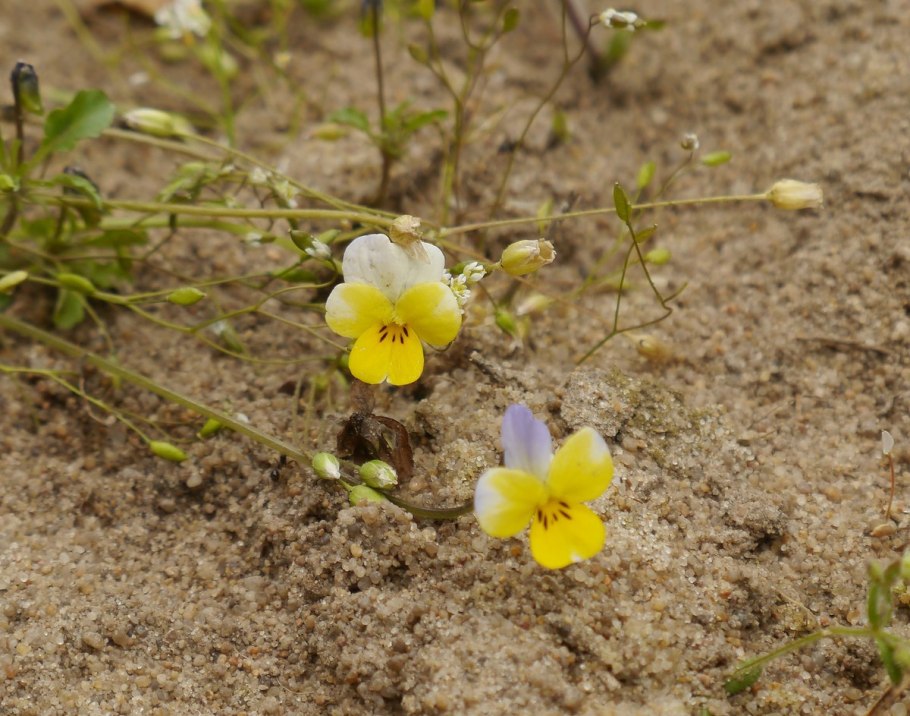 Виола, фиалка трехцветная