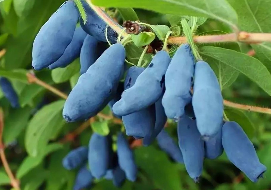 Жимолость Уссульга описание сорта