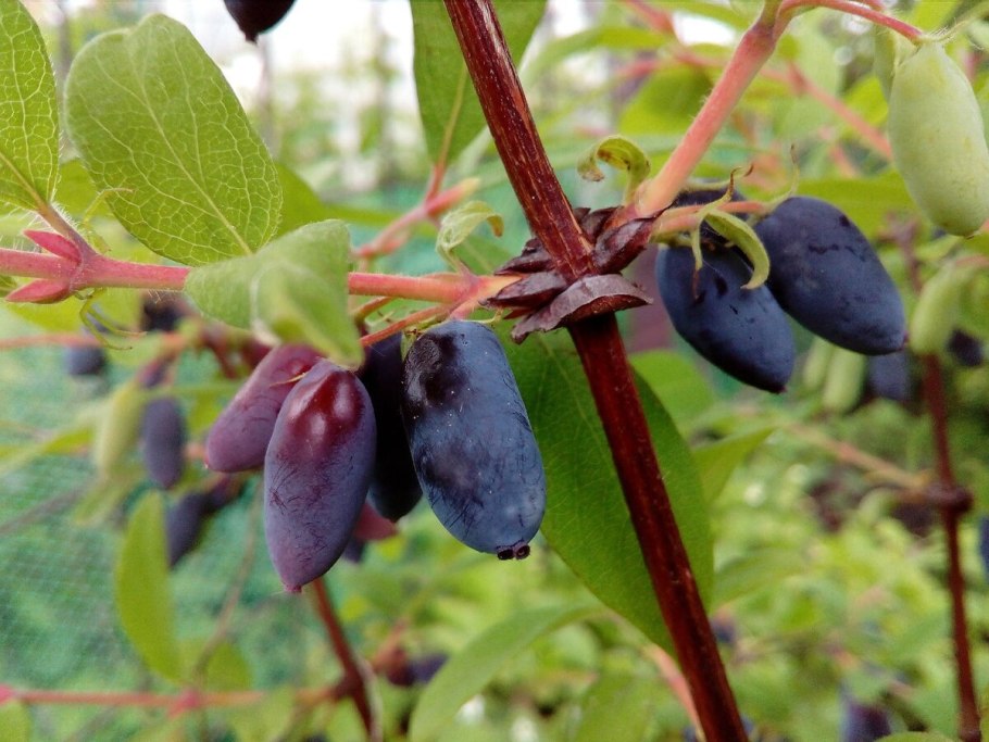 Жимолость сорта индиго джем он ранний