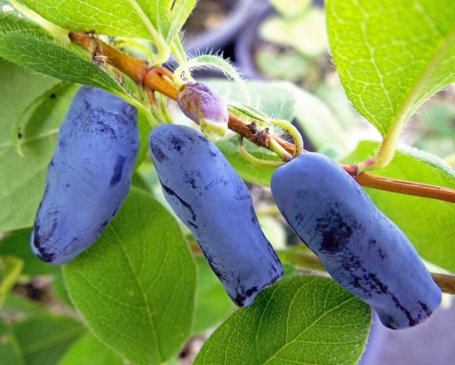 Жимолость съедобная черничка