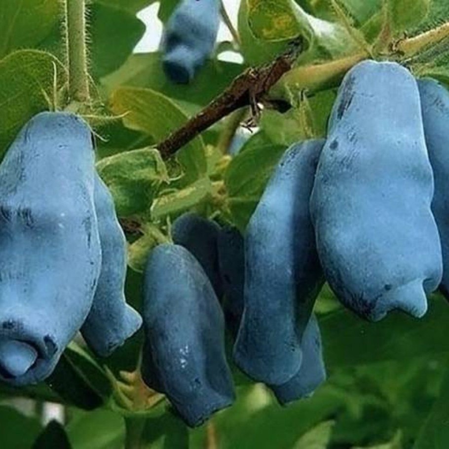 Жимолость Морена крупноплодная