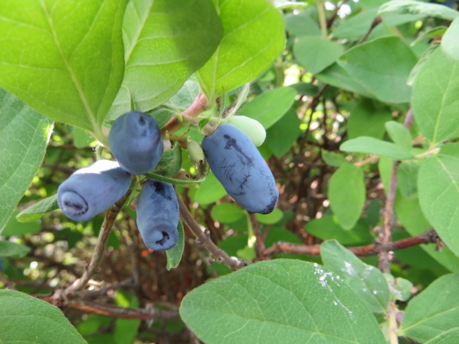 Жимолость Бакчарский великан
