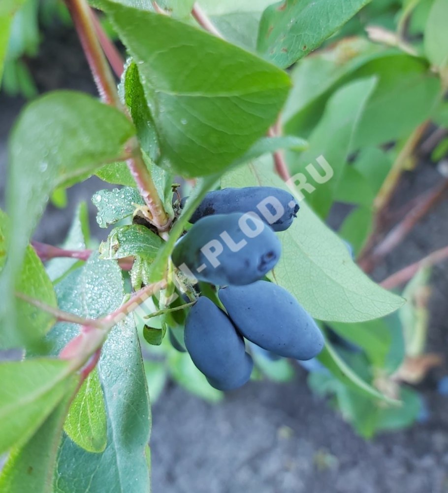 Жимолость Пушкинская куст