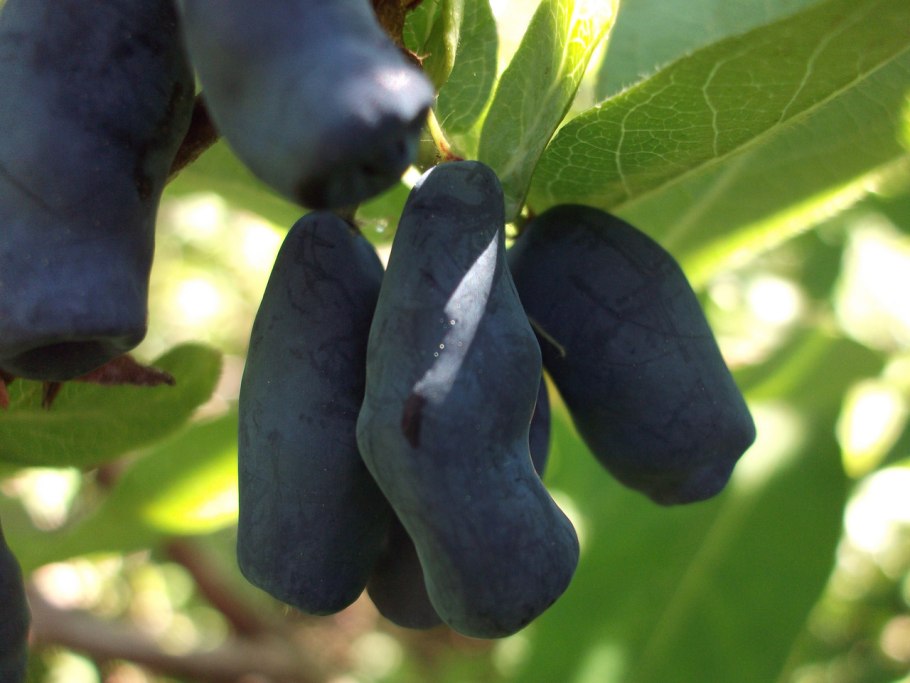 Жимолость Золушка куст