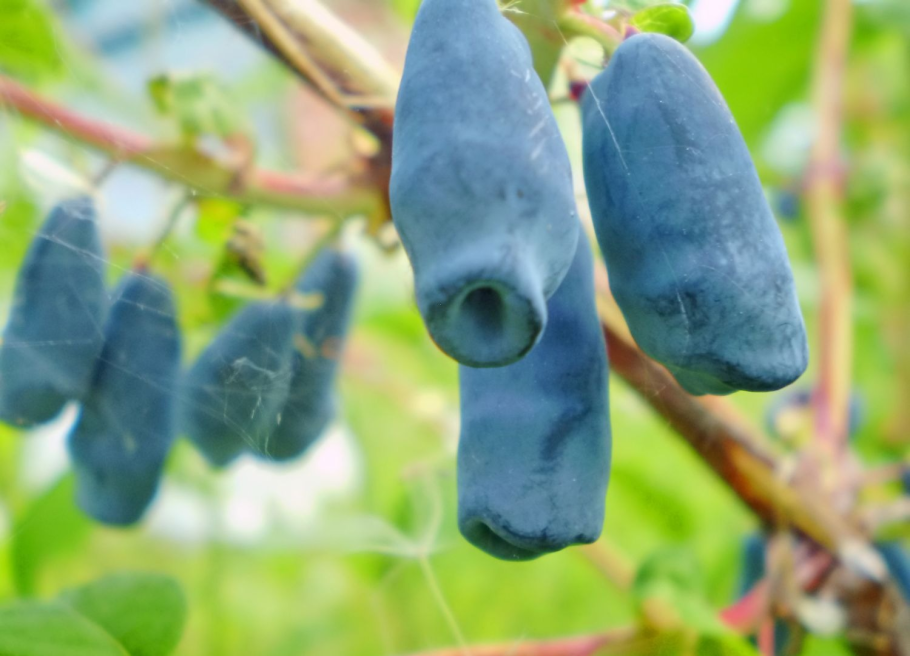 Жимолость съедобная Лазурная