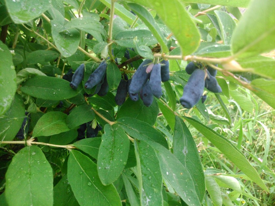 Жимолость Синеглазка