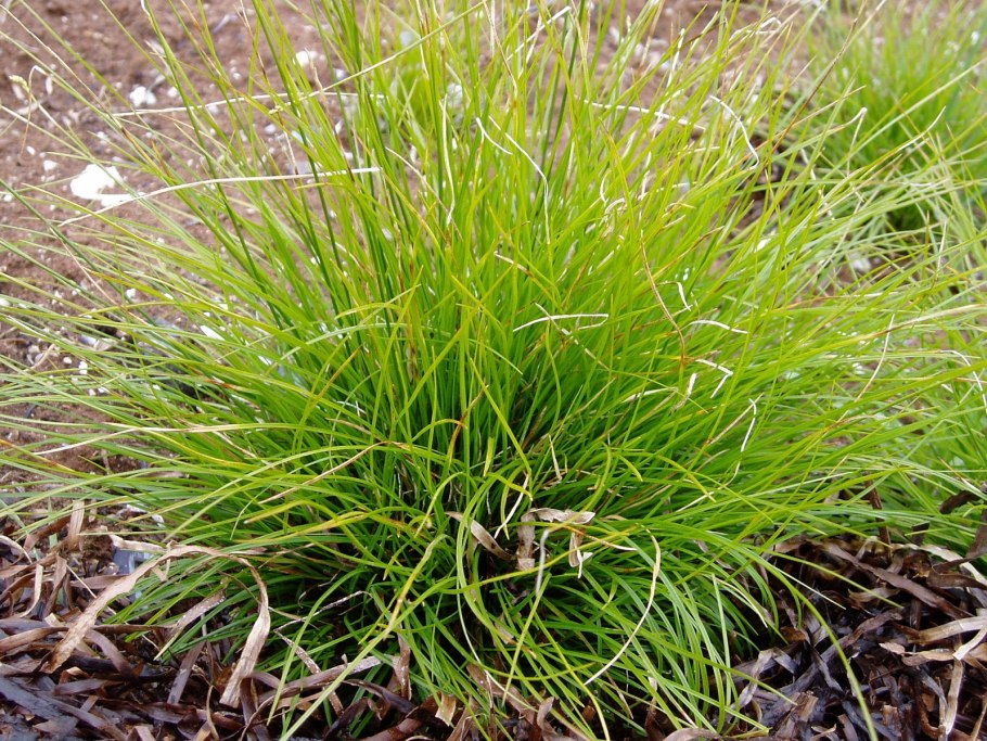 Осока Carex