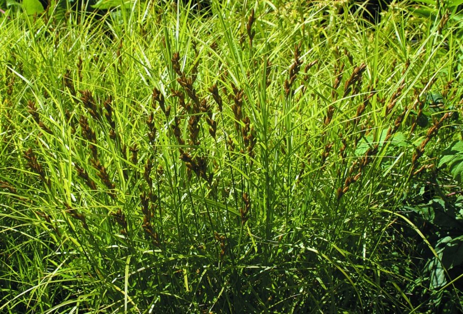 Осока Мертенса (Carex mertensii)