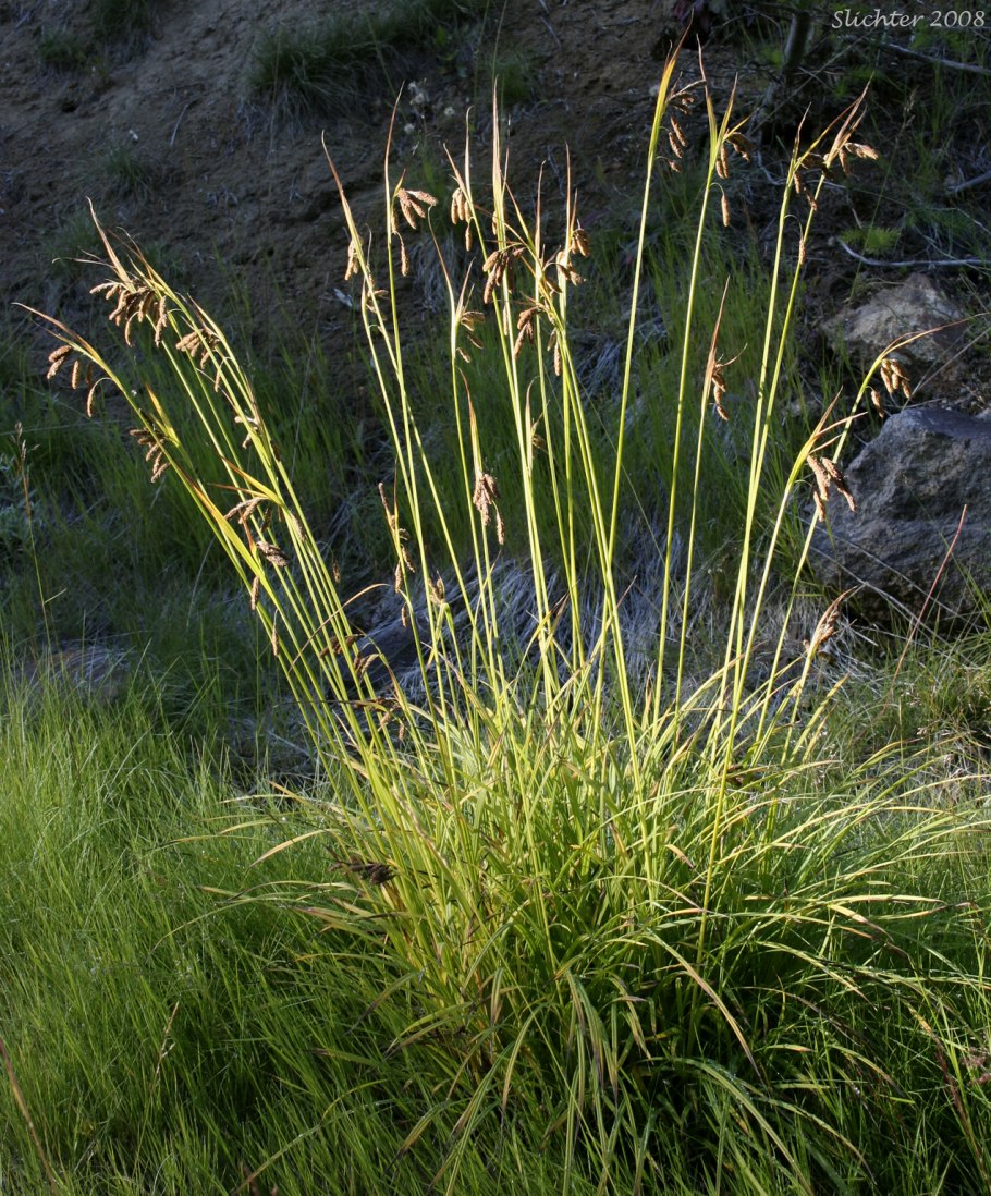 Carex serotina